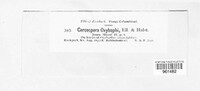 Pseudocercospora oxybaphi image